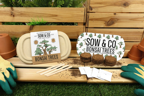 Gift Republic Sow & Co Kweekset - Bonsai Trees