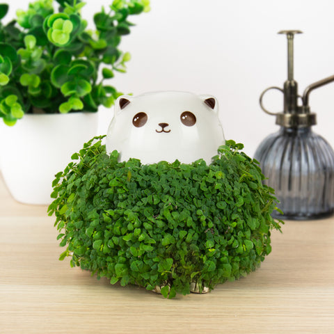Gift Republic Plantenpot met chiazaden - Cat
