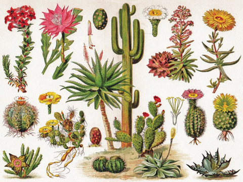 New York Puzzle Company Puzzel Cacti ~ Cactus - 1000 stukjes