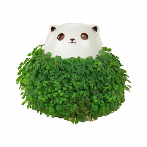 Gift Republic Plantenpot met chiazaden - Cat