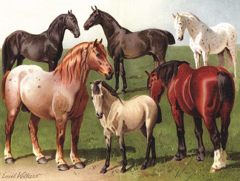 New York Puzzle Company Puzzel Horse Breeds - 1000 stukjes
