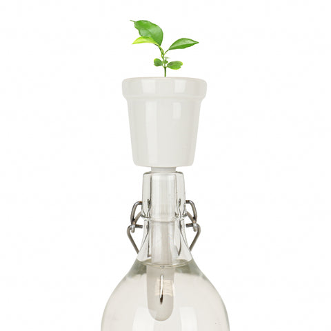 Gift Republic Botanical Bottles Kweekset - Bonsai Trees