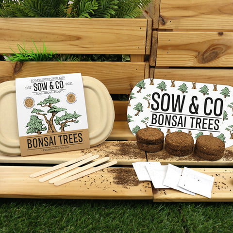 Gift Republic Sow & Co Kweekset - Bonsai Trees