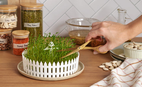Peleg Design Zaadkiemer Seed Field