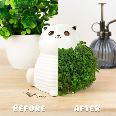Gift Republic Plantenpot met chiazaden - Cat