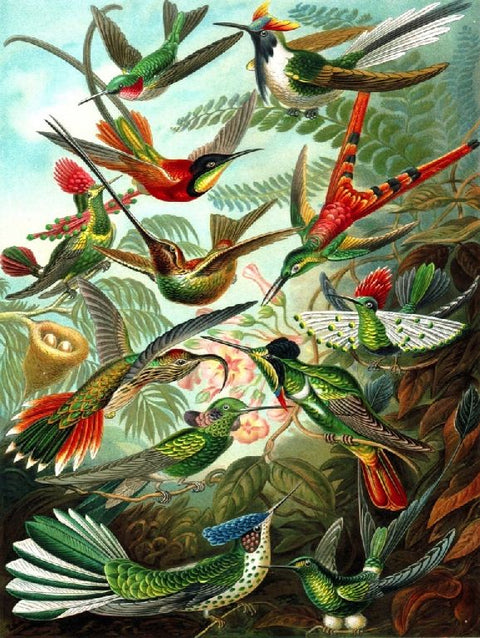 New York Puzzle Company Puzzel Hummingbirds - 1000 stukjes