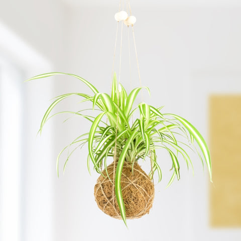 Gift Republic DIY kit - Kokedama