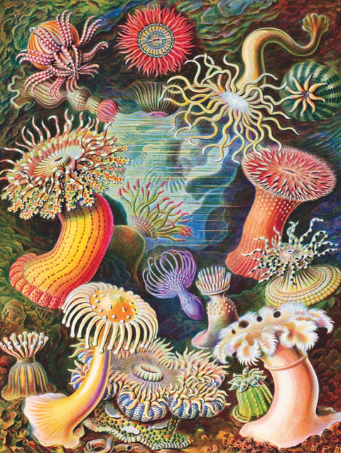 New York Puzzle Company Puzzel Sea Anemones - 1000 stukjes