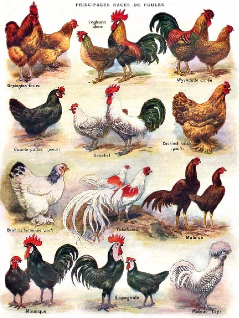 New York Puzzle Company Puzzel Poules ~ Poultry - 500 stukjes