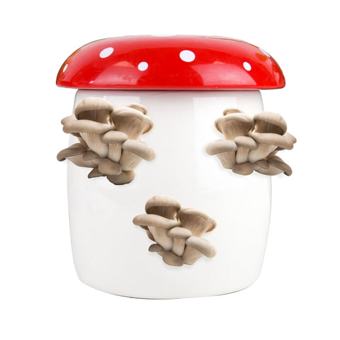 Gift Republic Grow It Kweekset - Mushroom