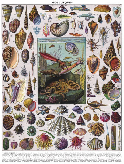 New York Puzzle Company Puzzel Mollusks - 1000 stukjes