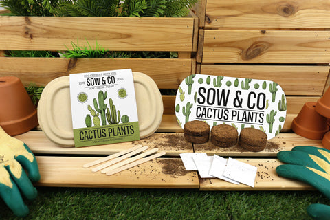 Gift Republic Sow & Co Kweekset - Cactus Plants