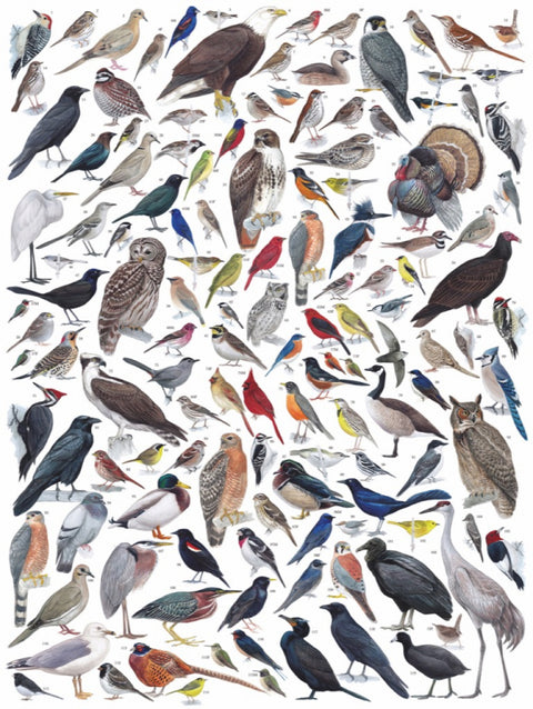 New York Puzzle Company Puzzel Birds of Eastern/Central North America - 1000 stukjes