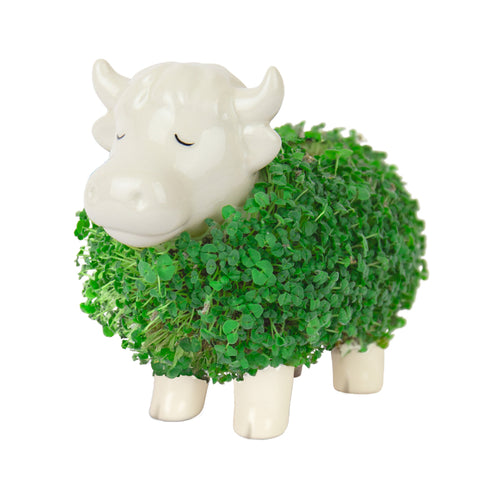 Gift Republic Plantenpot met chiazaden - Highland Cow