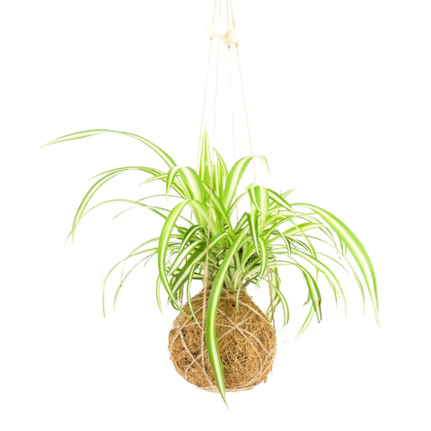 Gift Republic DIY kit - Kokedama
