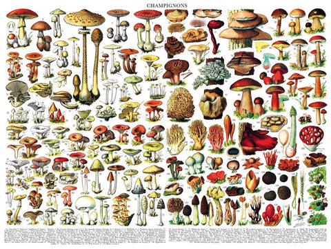 New York Puzzle Company Puzzel Mushrooms ~ Champignons - 1000 stukjes
