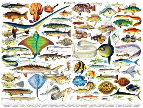 New York Puzzle Company Puzzel Fish ~ Poissons - 1000 stukjes