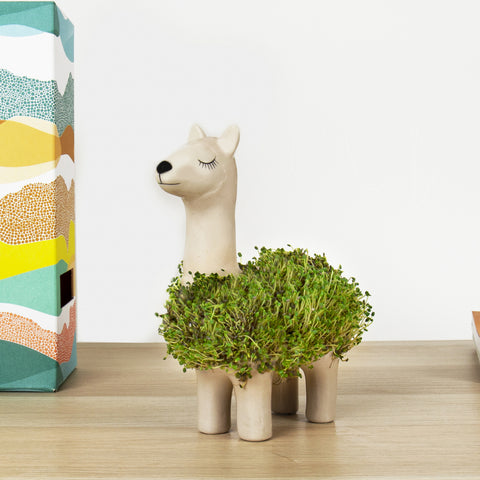 Gift Republic Plantenpot met chiazaden - Llama