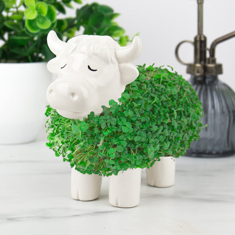 Gift Republic Plantenpot met chiazaden - Highland Cow