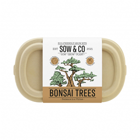 Image of Gift Republic Bonsai Trees